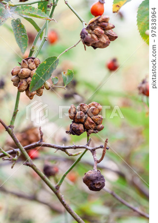 or Rosehip disease what is making the bush drying. Plant disease of Wild Rose on dandelion Dog Rose 97838964
