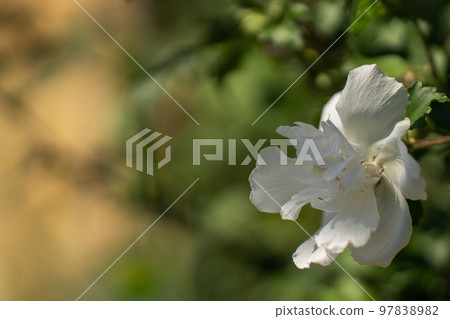 夏日陽光下的沙崙玫瑰 夏日陽光下的沙崙玫瑰 97838982
