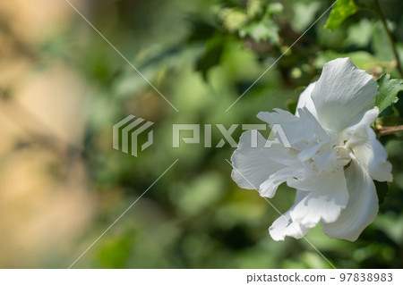盛開在夏天的梧桐白花 97838983