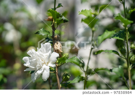 仲夏太陽照亮的芙蓉白花 仲夏太陽照亮的芙蓉白花 97838984