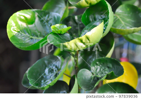 Polyscias fruticosa L Harms,Polyscias fruticosa or Araliaceae Polyscias fruticosa L Harms,Polyscias fruticosa or Araliaceae 97839036
