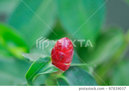 Costus speciosus, Crape ginger or Malay ginger or Spiral flag or Costus speciosus Cheilocostus speciosus, Costaceae or Cane reed or Crape ginger or Malay ginger or Spiral flag Costus speciosus, Crape ginger or Malay ginger or Spiral flag or Costus speciosus Cheilocostus speciosus, Costaceae or Cane reed or Crape ginger or Malay ginger or Spiral flag 97839037