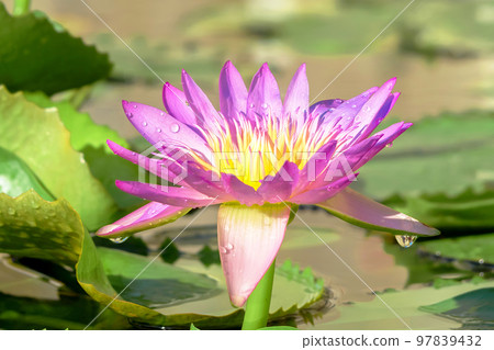 Pink purple lotus flowers in a beautiful fish pond. Pink purple lotus flowers in a beautiful fish pond. 97839432