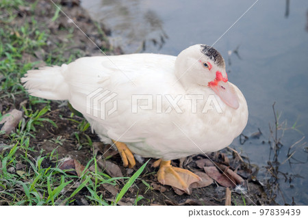 Barbary duck by the pond, selective focus on eyes Barbary duck by the pond, selective focus on eyes 97839439