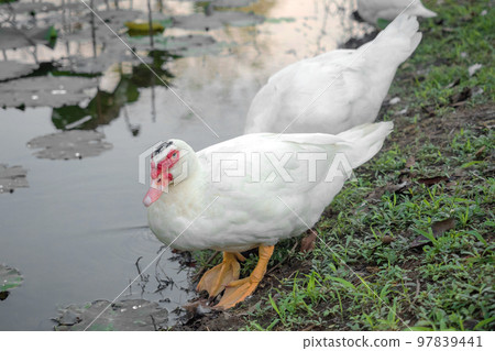 Barbary duck by the pond, selective focus on eyes 97839441