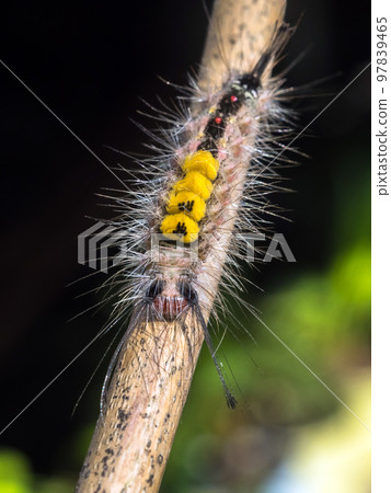 Close up of White-marked Tussock Moth Caterpillar,selective focus 97839465