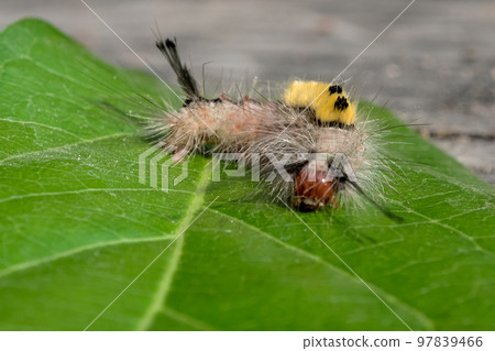 Close up of White-marked Tussock Moth Caterpillar on leaf,selective focus 97839466