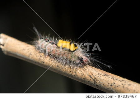 Close up of White-marked Tussock Moth Caterpillar,selective focus 97839467