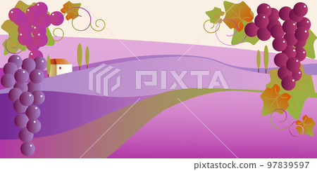 Vineyard landscape with branches grapes. Natural wine. Grape varieties 97839597