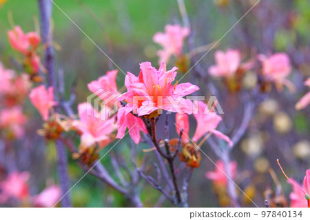 Rhododendron molle bush is blooming in city park. Pink flowers is growing in garden, close up. Landscaping and decoration in spring season. Rhododendron molle bush is blooming in city park. Pink flowers is growing in garden, close up. Landscaping and decoration in spring season. 97840134