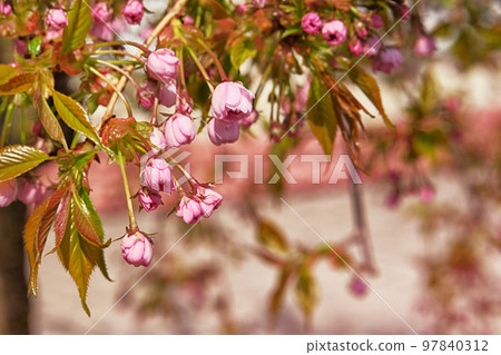 Sakura is blooming in city, close up. Pink gentle flowers buds is growing in Japan. Landscaping and decoration in springtime season. 97840312
