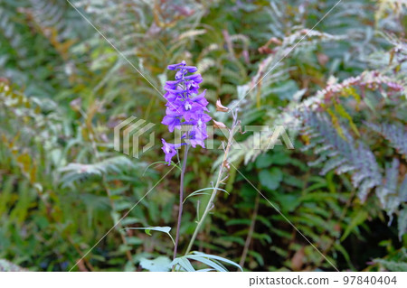 Pink bright flowers on blurry green background in meadow. Close up beautiful purple blooming flowers in lush greenery of garden. Pink bright flowers on blurry green background in meadow. Close up beautiful purple blooming flowers in lush greenery of garden. 97840404