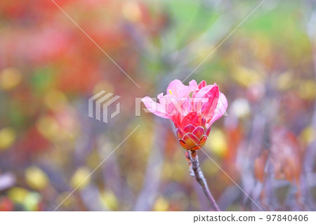 Rhododendron bush is blooming in city park. Coral flowers is growing in garden. Landscaping and decoration in spring season. Rhododendron bush is blooming in city park. Coral flowers is growing in garden. Landscaping and decoration in spring season. 97840406