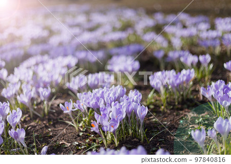 many purple crocus flowers. lot of Dutch spring crocus flowers in field 97840816
