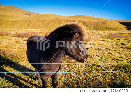 Typical breed of Icelandic horses on pasture 97840993