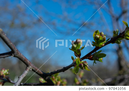 Small cherry buds on a tree branch. Spring has come to the garden. Small cherry buds on a tree branch. Spring has come to the garden. 97841056