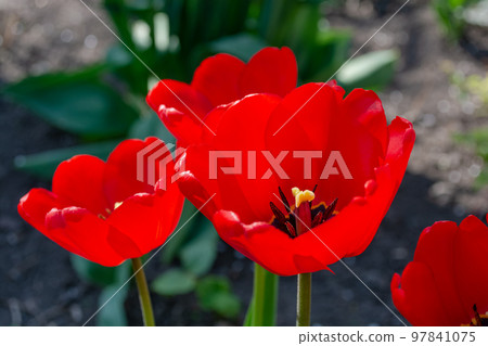 Red tulips close up. Red tulips close up. 97841075
