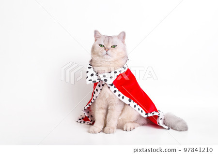 A calm white cat in red mantle, sitting on a white background A calm white cat in red mantle, sitting on a white background 97841210