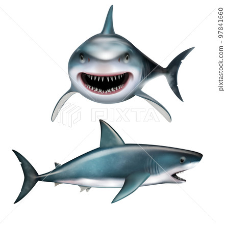 Realistic Shark Illustration 97841660