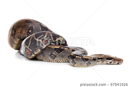 Brown boa constrictor on white background. Exotic snake Brown boa constrictor on white background. Exotic snake 97841926
