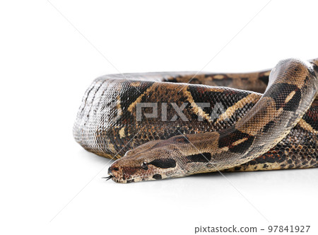 Brown boa constrictor on white background. Exotic snake Brown boa constrictor on white background. Exotic snake 97841927