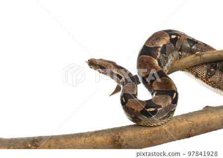 Brown boa constrictor on tree branch against white background Brown boa constrictor on tree branch against white background 97841928