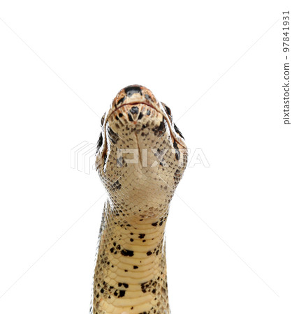 Brown boa constrictor on white background. Exotic snake Brown boa constrictor on white background. Exotic snake 97841931