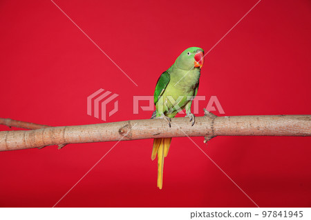Beautiful Alexandrine Parakeet on tree branch against red background Beautiful Alexandrine Parakeet on tree branch against red background 97841945
