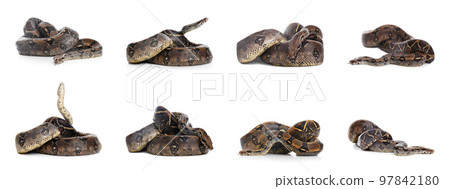 Photos of boa constrictor on white background, collage Photos of boa constrictor on white background, collage 97842180