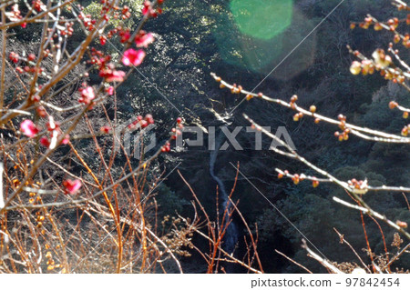 梅花在池中飛瀑的映襯下含苞待放 97842454