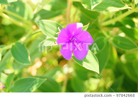 Sicono Buttan Flower 97842668