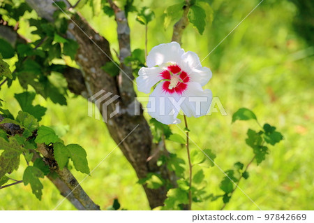 Mukugawa no Hana 97842669