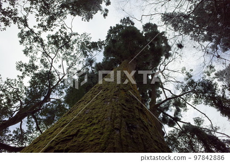 Scenery looking up at the cedars of Aioi_Kifune Shrine 97842886