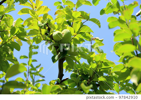 The fruit of Karin The fruit of Karin 97842910