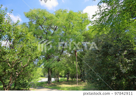 Sendan tree 97842911