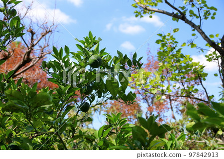 戴岱的果實 97842913