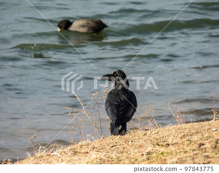 Large-billed crow standing on the banks of the Yodo River in winter 97843775