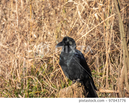 Large-billed crow standing in a winter field 97843776