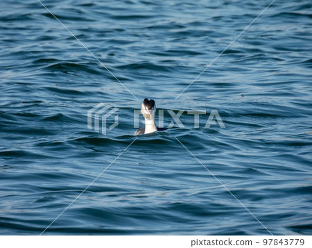 Great crested grebe drifting in the waves of the Yodo River Great crested grebe drifting in the waves of the Yodo River 97843779