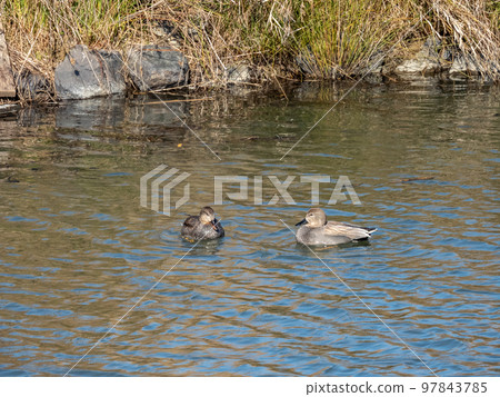 淀川魔杖中游泳的母黃鴨 97843785