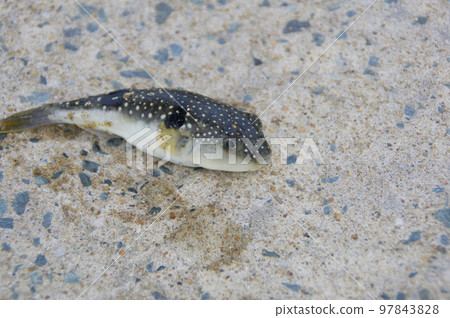Freshly caught puffer fish 97843828