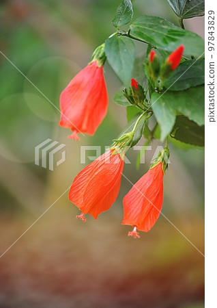 Malbabiscus arboreus Malbabiscus arboreus 97843829