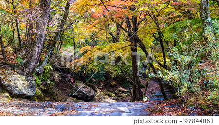 Mazeno Valley（Mazeno Takinoue）的秋葉全景[熊本縣阿蘇郡南小國町] 97844061