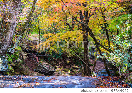 Mazeno Valley（Mazeno Takinoue）的秋葉[熊本縣阿蘇縣南小國町] 97844062