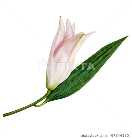 Lily flower bud with green leaf isolated on white background 97844120