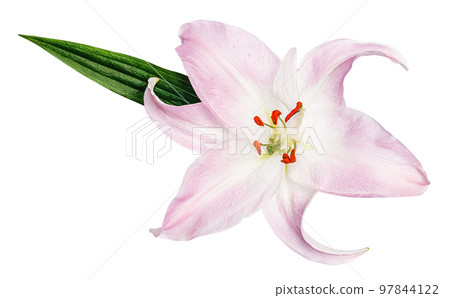 Pink lily flower with green leaf isolated on white background 97844122