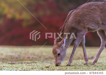 Dear under autumn leaf in Nara park Japan 97844345