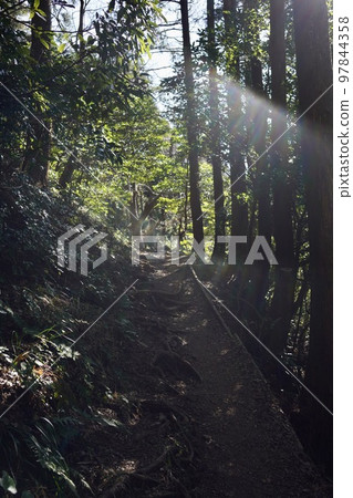Promenade in the forest where light shines Promenade in the forest where light shines 97844358