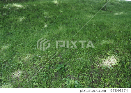 grass, grassland, sunlight filtering through foliage, sun 97844374