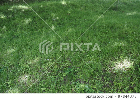 grass, grassland, sunlight filtering through foliage, sun grass, grassland, sunlight filtering through foliage, sun 97844375